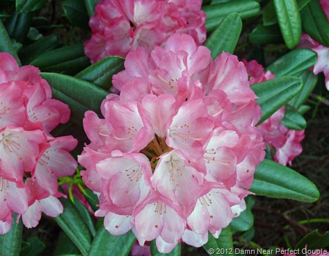 Oregon Rhododendron