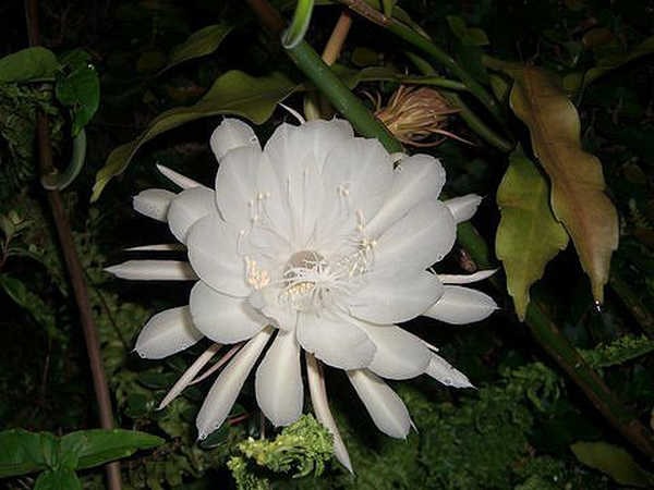 6- Por que algumas flores só exalam seu perfume à noite 6- Por que algumas flores só exalam seu perfume à noite