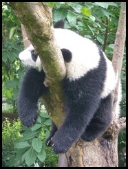 China, Chengdu, Panda, July 2012 (8)