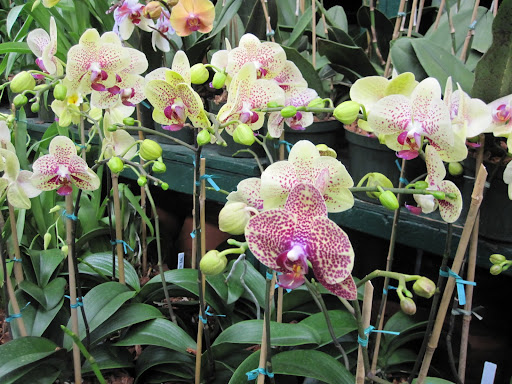 I love the details of the two colors on this orchid.