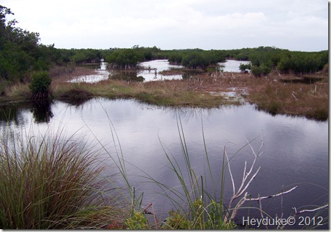 2012-01-03 Everglades 006