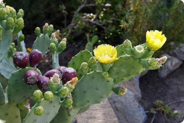 lazio flora