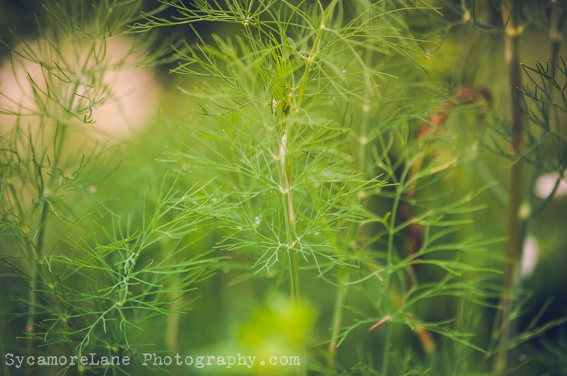[SycamoreLane-Photography-herbs5.jpg]