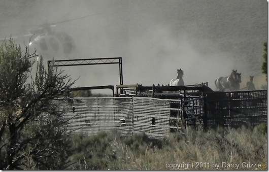 Triple B captured Sat 2 by Darcy Grizzle
