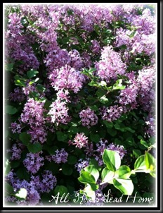 lilacs bloomed3 ARLH