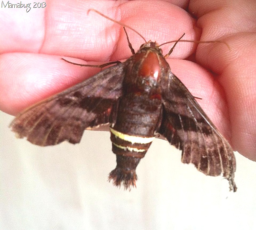 [moth%25208-3-13%255B25%255D.jpg]