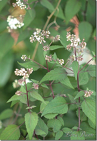 Eupatorium_rugosum_Chocolate_SnakeRoot