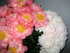 Our beautiful peonies.