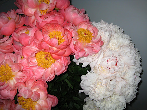 Our beautiful peonies.