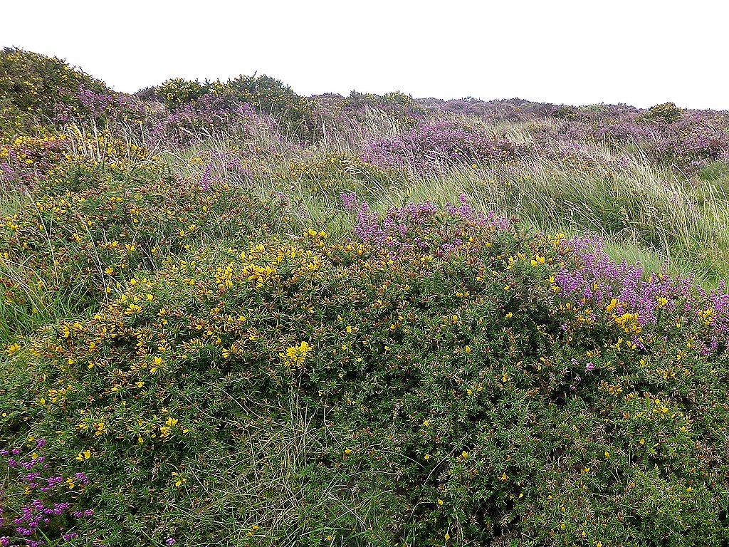 [dartmoor%2520054%255B6%255D.jpg]