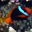 Clown Fish - Oak Beach, Australia