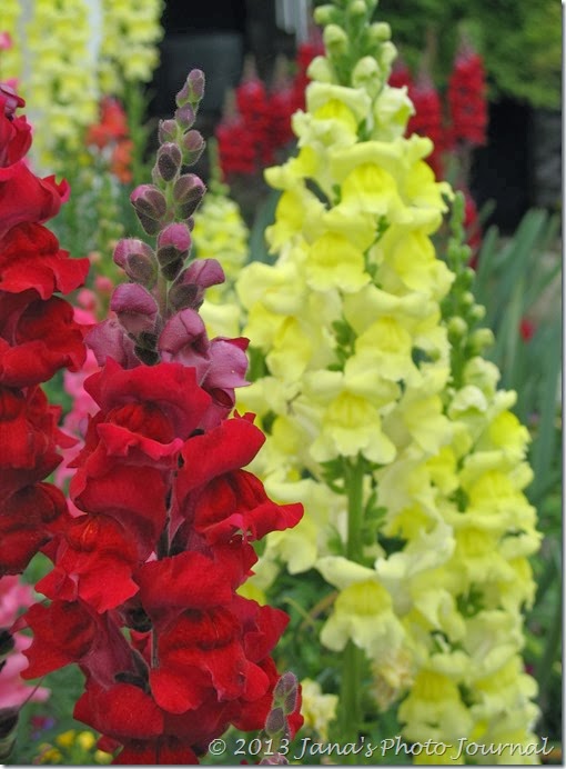 Red and Yellow Snapdragons