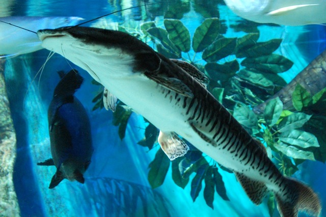 [aquarium14%255B2%255D.jpg]