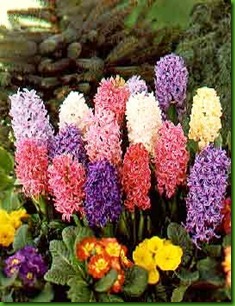 Hyacinths