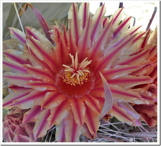 111001_succulent_gardens_ferocactus_peninsulae_09 111001_succulent_gardens_ferocactus_peninsulae_09