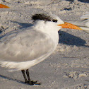 Royal Tern