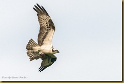 Osprey Flying with fish