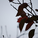 DSC_0252.JPG