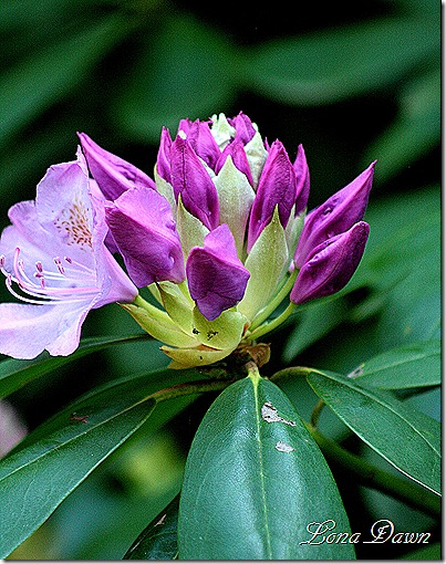 Rhododendron_Lavender