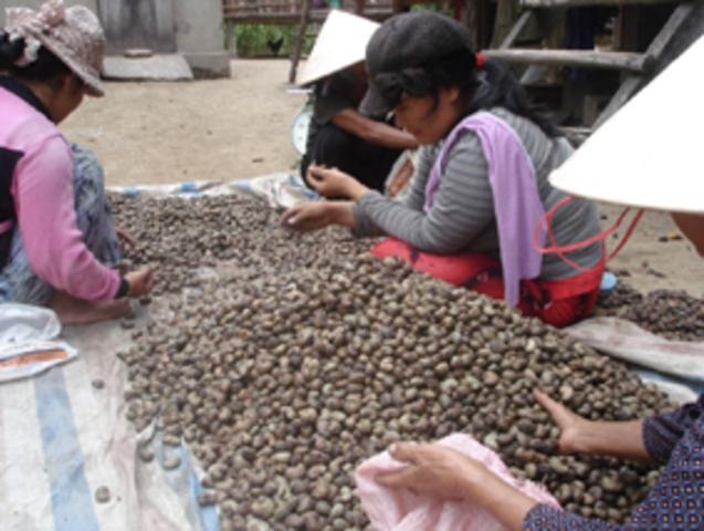 [cashewnews_032%255B2%255D.jpg]
