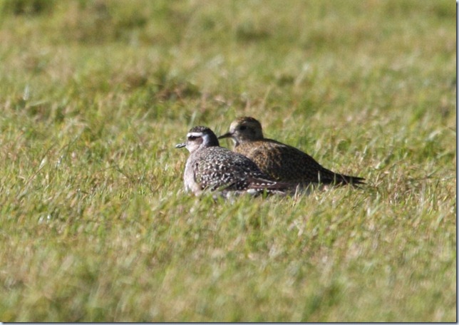 american_golden_plover