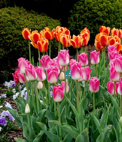 [tptulips7%255B2%255D.jpg]