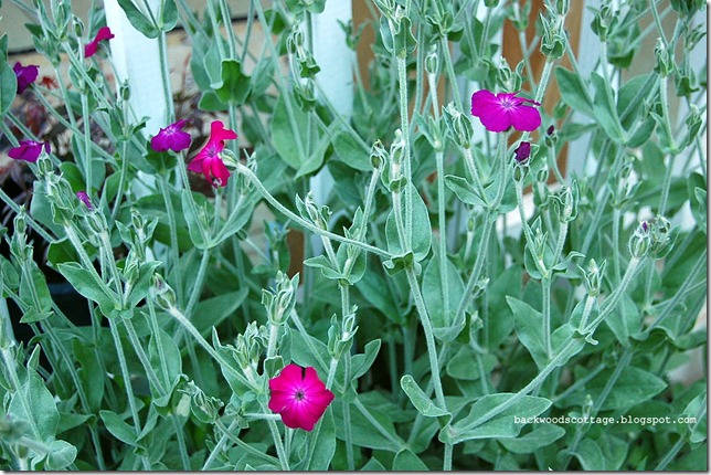 rosecampion