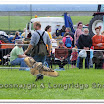 Cuerden Birds of Prey 019.jpg