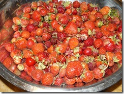 cherries, strawberries, currants 022