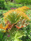 Whenever you see a plant that you have tried to grow doing well somewhere else, take a moment to consider why - this plant's roots are well shaded, while the huge leaves can take in plenty of sun, unobstructed by trees overhead.