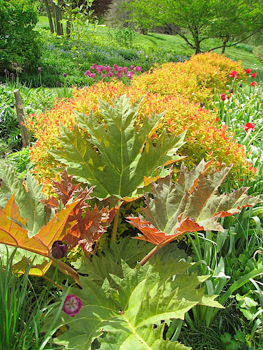 Whenever you see a plant that you have tried to grow doing well somewhere else, take a moment to consider why - this plant's roots are well shaded, while the huge leaves can take in plenty of sun, unobstructed by trees overhead.