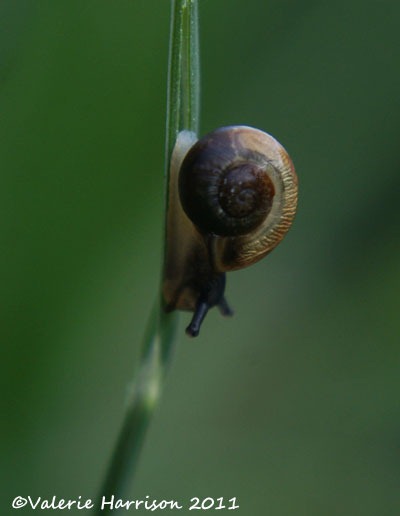 [tiny-snail%255B2%255D.jpg]