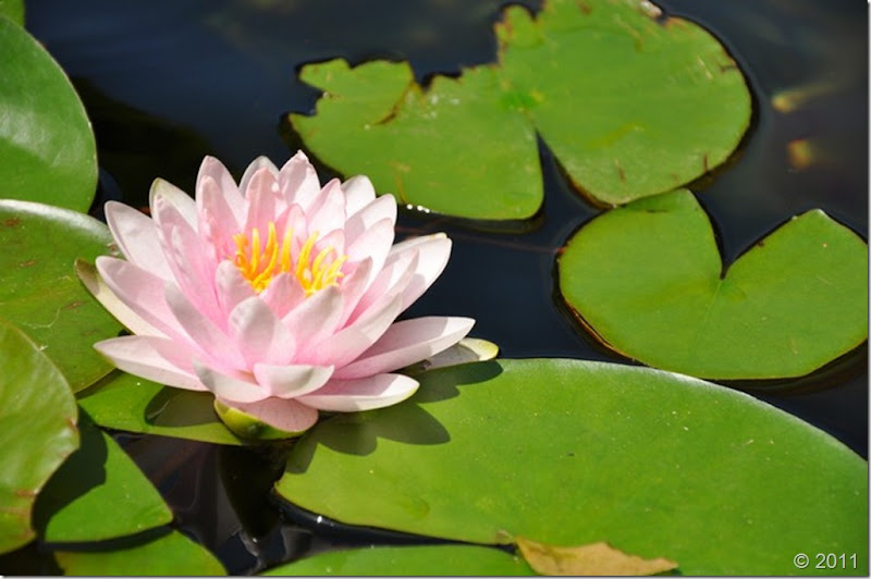 lily bloom 2011 003