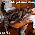 Funny Pictures updated r3.jpg