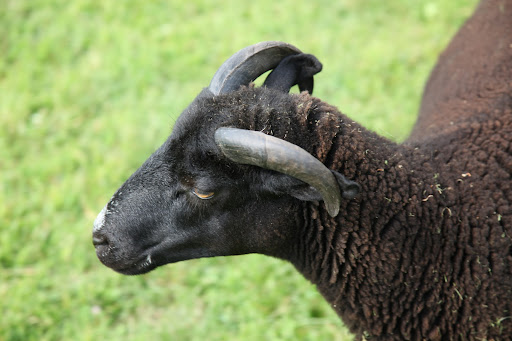 In some breeds of sheep, both sexes have horns, but not in the Black Welsh variety.  Rams grow curved horns while the ewes do not. The females are referred to as polled, meaning without horns.