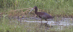 White-faced Ibis Anahuac