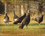 wild turkeys wild turkeys