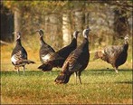 wild turkeys