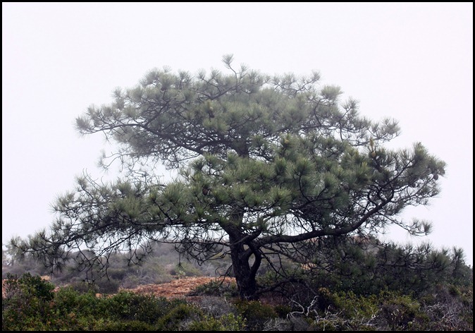 Torrey Pines 2012 (12)