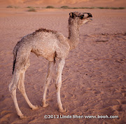 Al Hijla Bedouin Village, Marib