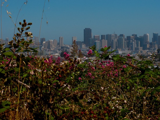 Bernal Hill Walk (1)