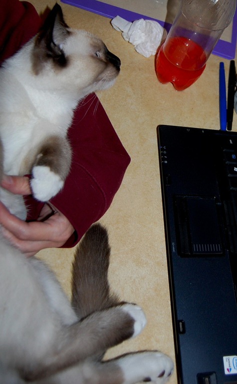 [catcomputer103.jpg]