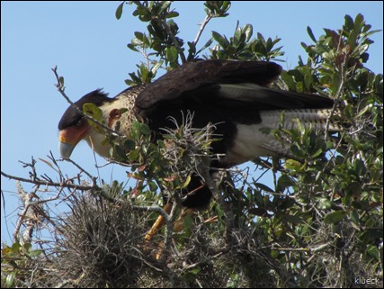 Crested Caracara in tree