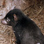 Baby Tasmanian Devil - Hobart, Australia