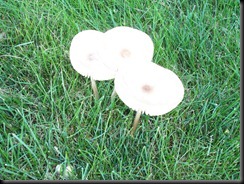 Mushroom Cups 3