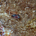 Hawaiian ruby cardinalfish - Photo CC BY-NC-SA DavidR.808