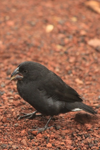 [IMG_0849%255B20%255D.jpg]