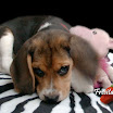 1024-beagle-26.jpg