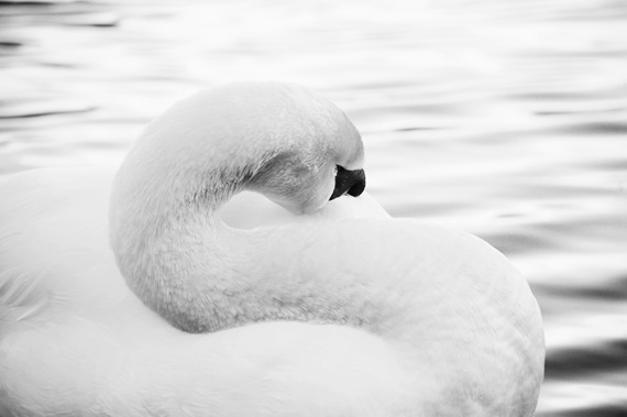 [MUTE%2520SWAN%25201%2520BW%255B2%255D.jpg]