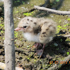 DSCN9523.JPG